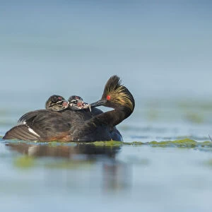 Eared Grebes (Podiceps nigricollis), adult feeds a damselfly nymph to one of two chicks