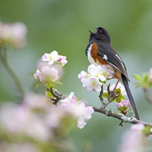 Eastern / Rufous-sided towhee (Pipilo erythrophthalmus), male singing, perched amongst