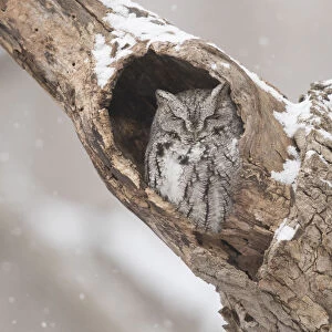 Eastern screech-owl (Megascops asio) grey morph, roosting in tree cavity in winter