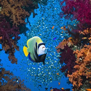Emperor angelfish (Pomacanthus imperator) with soft corals and sweepers. Egypt, Red Sea