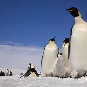 Emperor penguins (Aptenodytes forsteri) adults and chicks at Snow Hill Island rookery