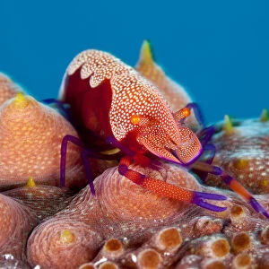 Emperor shrimp (Periclemenes imperator) on sea cucumber (Thelenota ananas) Tubbataha