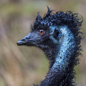 Emu (Dromaius novaehollandiae)head portrait in rain. Wildlife Wonders, Apollo Bay