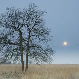 English (Quercus robur) in field with Purple moor-grass (Molinea caerulea) with moon