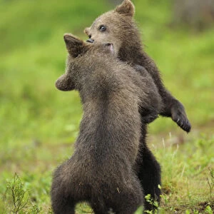 Eurasian brown bear (Ursus arctos) cubs fighting while playing, Suomussalmi, Finland