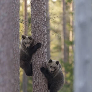 European brown bear (Ursus arctos arctos) two cubs climbing tree, northern Finland, May