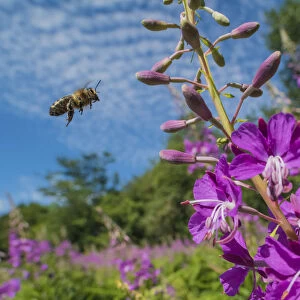 European honey bee (Apis mellifera) flying to feed on Rosebay willowherb (Chamerion