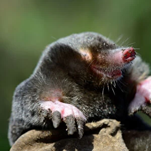 European mole (Talpa europaea) at the surface, Alsace, France, September