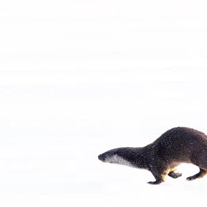 European Otter (Lutra lutra) running over snow. The Netherlands, December. Captive