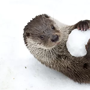 European otter (Lutra lutra) with snow ball, Bavarian Forest National Park, Germany, January