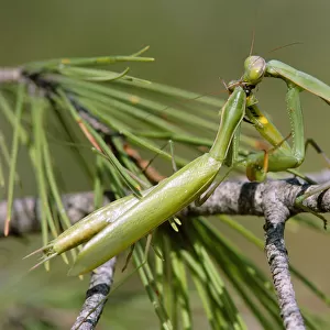 European praying mantis female eats male after mating