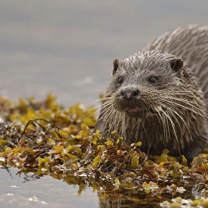 European river otter (Lutra lutra) adult on a seaweed covered rock, Isle of Mull