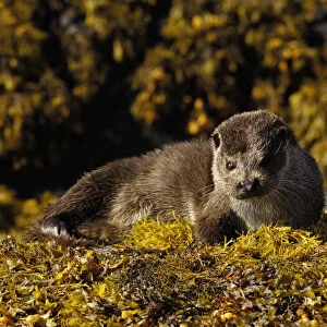 European river otter (Lutra lutra) adult resting on seaweed, Isle of Mull, Scotland, UK