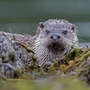 European river otter {Lutra lutra} among seaweed, Isle of Mull, Inner Hebrides, Scotland