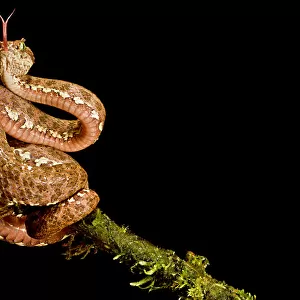 Eyelash viper (Bothriechis schlegelii) with tongue extended on branch, Canande, Esmeraldas