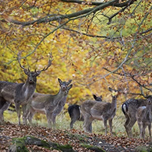 Fallow deer (Dama dama) buck with a groups of does, Klampenborg Dyrehaven, Denmark