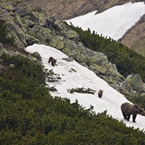 Female European brown bear (Ursus arctos) with two yearling cubs walking on snow