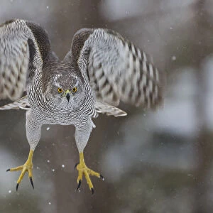 Female goshawk (Accipiter gentilis) in flight, just after taking off from perch. Southern Norway