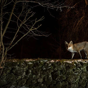 Female Red fox (Vulpes vulpes) observing the yard from the top of the old stone wall, trying to determine whether it is safe to enter, Hungary. January
