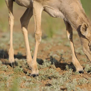 Female Saiga antelope (Saiga tatarica) feeding, Cherniye Zemli (Black Earth) Nature Reserve