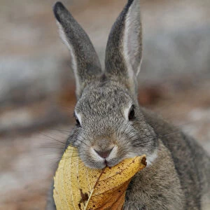 Feral domestic rabbit (Oryctolagus cuniculus) feeding on dead leaves, Okunojima Island