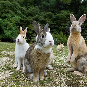 Feral domestic rabbits (Oryctolagus cuniculus) sitting up alert, Okunojima Island, also known as Rabbit Island, Hiroshima, Japan