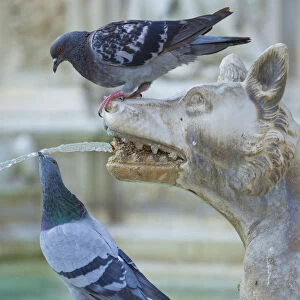 Feral Pigeon (Columba livia) drinking from Fonte Gaia (Fountain of Joy). Piazza del Campo