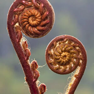 Fern fronds (species unknown) in mid-altitude montane forest in the heart of Maliau Basin