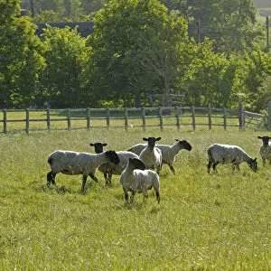 Flock of newly clipped Domesitc sheep grazing in pasture at RSPBs Hope Farm