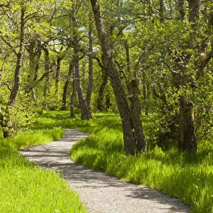 Footpath through birch (Betula) woodland. Creag Meagaidh National Nature Reserve, Badenoch