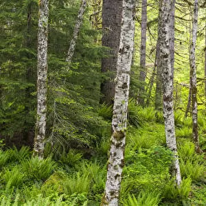 Forest with lush vegetation Portland, Oregon, USA. April