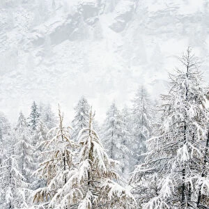 Forest on mountain sides covered in snow on a misty day. Gran Paradiso National Park