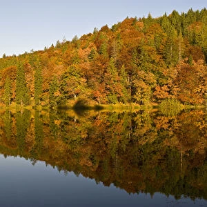 Forest reflected on Proscansko lakes surface, Upper lakes, Plitvice National Park Croatia