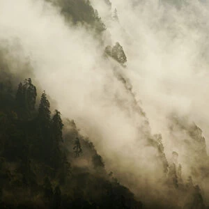 The forests of the Modi Khola river valley shrouded in fog. Annapurna Sanctuary, central Nepal