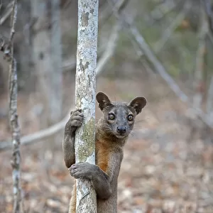 Fosa (Cryptoprocta ferox) male marking territory onto a mating tree, Kirindy Forest, Madagascar