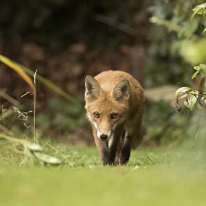 Fox (Vulpes vulpes) young in garden, Sheffield, England, UK, August