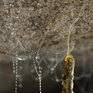Fungus gnat (Arachnocampa luminosa) pupa nearly fully developed hanging on a silk