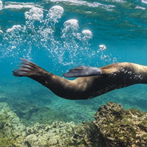 Galapagos sea lion (Zalophus wollebaeki) yearling pup blowing bubbles
