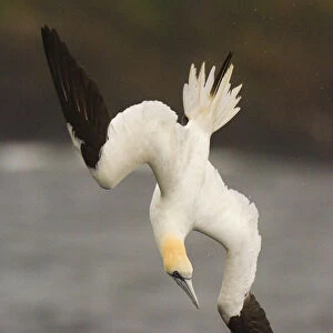 Gannet (Morus bassanus) adult turning in the air as it begins to plunge dive. Shetland Islands
