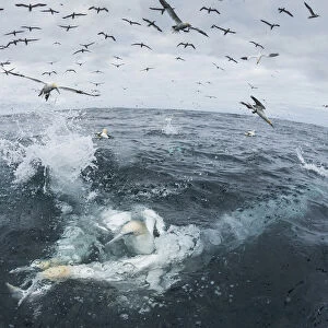 Gannet (Morus bassanus) diving for fish, Noss, Shetland Islands, Scotland, UK, August