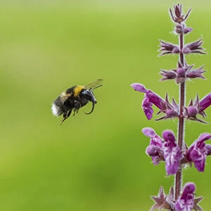 Garden bumblebee (Bombus hortorum) flying to Hedge woundwort (Stachys sylvatica) Monmouthshire