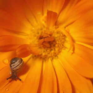 Garden snail (Helix aspersa) baby on Marigold flower, UK