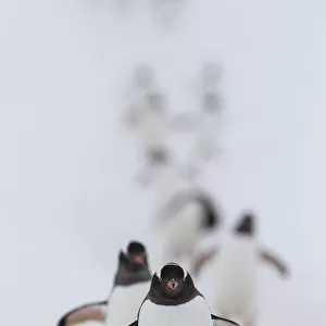 Gentoo penguins (Pygoscelis papua) walking in line, returning to nesting area, Port Charcot