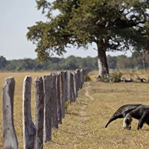 Giant Anteater (Myrmecophaga tridactyla) approaching livestock fence, Pantanal. Brazil