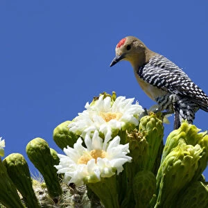 Gila woodpecker (Melanerpes uropygialis) male feeding on nectar in Saguaro cactus blossom