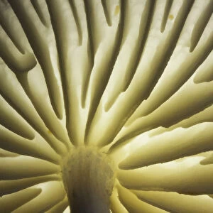 Gills of Porcelain Fungus (Oudemansiella mucida), New Forest National Park, Hampshire, England, UK