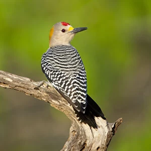 Golden-fronted woodpecker (Melanerpes aurifrons), male, Cozad Ranch, Rio Grande Valley