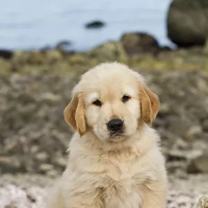 Golden retriever puppy, 7 weeks, sitting on driftwood log at beach, Madison, Connecticut