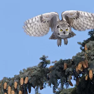 Great Horned owl, (Bubo virginianus) in flight, Regina, Saskatchewan, Canada, March