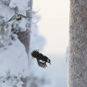 Great spotted woodpecker (Dendrocopos major) two flying in snowy woodland, , Kuusamo